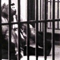 David Britton And Gorilla Language