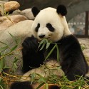 Boss Panda