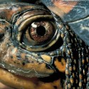 Listen to Catch It & Keep It – The Box Turtle
