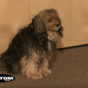 Songs for Dogs with Chester the Dog