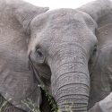 Jumbo Celebrates Elephant Appreciation Day