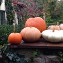 “Riding the Pumpkin”